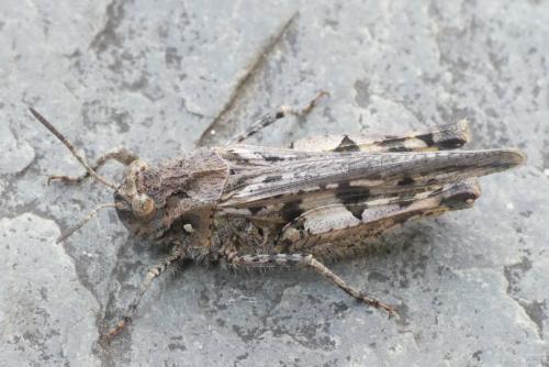 Réf. 289 558 : Acrotylus sp.